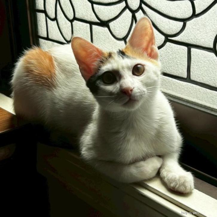 猫の里親募集】沖縄県・雑種・【生後5か月】元気いっぱい！甘えん坊な
