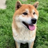 柴犬