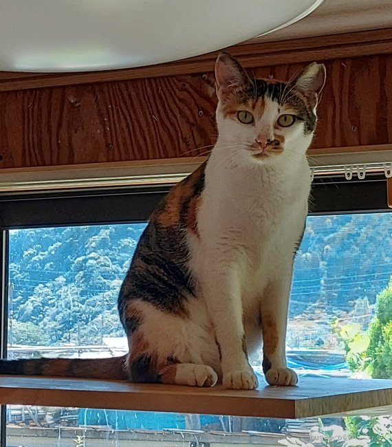 猫の里親募集】神奈川県・雑種・正統派美人三毛猫ちゃん（ID:2110