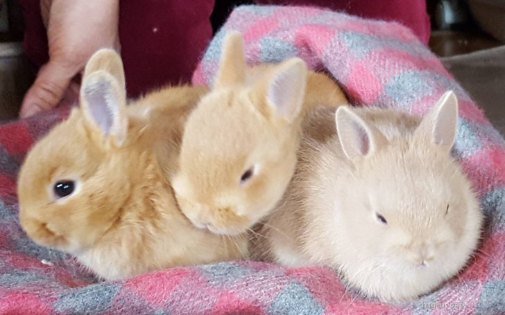 小動物の里親募集】東京都・ウサギ・ネザーランドドワーフの赤ちゃん産まれました（ID:2207-00318）｜ハグー -みんなのペット里親情報