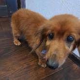 ミニチュアダックスフンド(ロング)