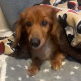 ミニチュアダックスフンド(ロング)