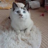 雑種
