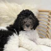 スタンダードプードル