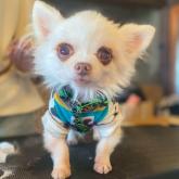 チワワ(ロング)