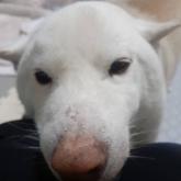 柴犬