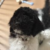 スタンダードプードル