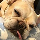 フレンチブルドッグ