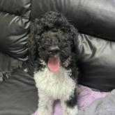 スタンダードプードル