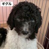 スタンダードプードル