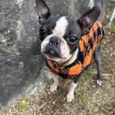 ボストンテリア