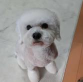 トイプードル