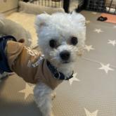 ビションフリーゼ