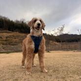 スタンダードプードル