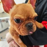 フレンチブルドッグ