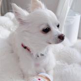 チワワ(ロング)