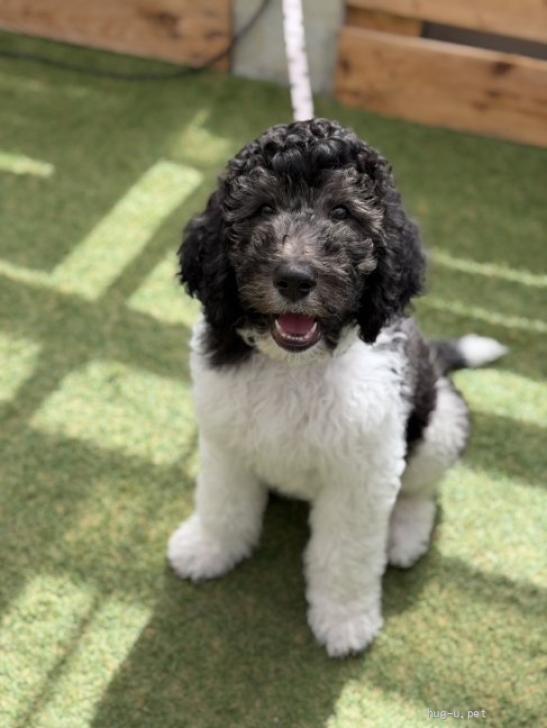 ぷーどる様 犬の里親募集】大阪府・スタンダードプードル・スタンダードプードル