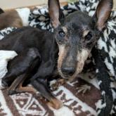 ミニチュアピンシャー