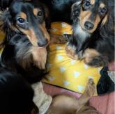 ミニチュアダックスフンド(ロング)