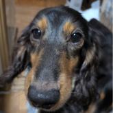 ミニチュアダックスフンド(ロング)