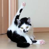 雑種