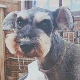 ミニチュアシュナウザー