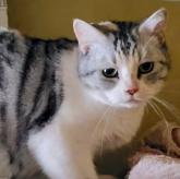 スコティッシュフォールド