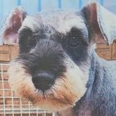 ミニチュアシュナウザー