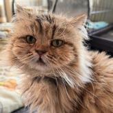 チンチラペルシャ