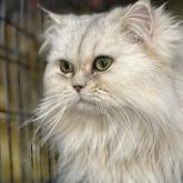 チンチラペルシャ