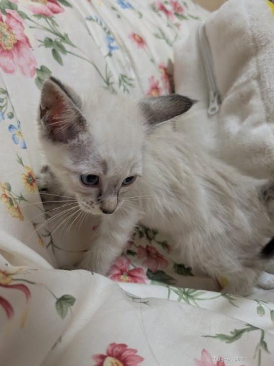 猫の里親募集】東京都・雑種・色味薄めの方のドジっ子シャム子ちゃん