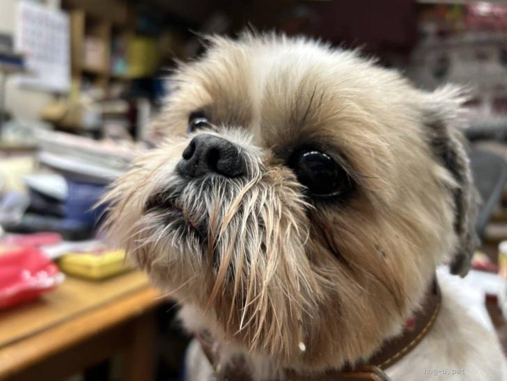 犬の里親募集】東京都・シーズー・ちょっと大きめわがままボディな