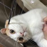 雑種