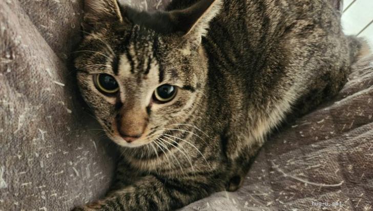 猫の里親募集】静岡県・雑種・小顔のキジトラ『ララちゃん』💕（ID