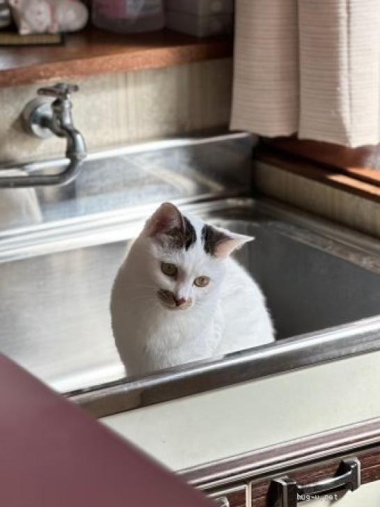 猫の里親募集】静岡県・雑種・困り顔がかわいい『マロちゃん』💕（ID