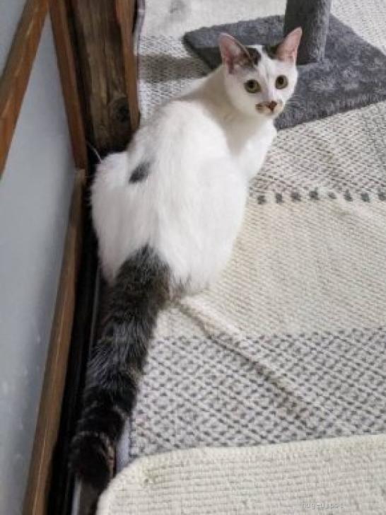 猫の里親募集】静岡県・雑種・困り顔がかわいい『マロちゃん』💕（ID
