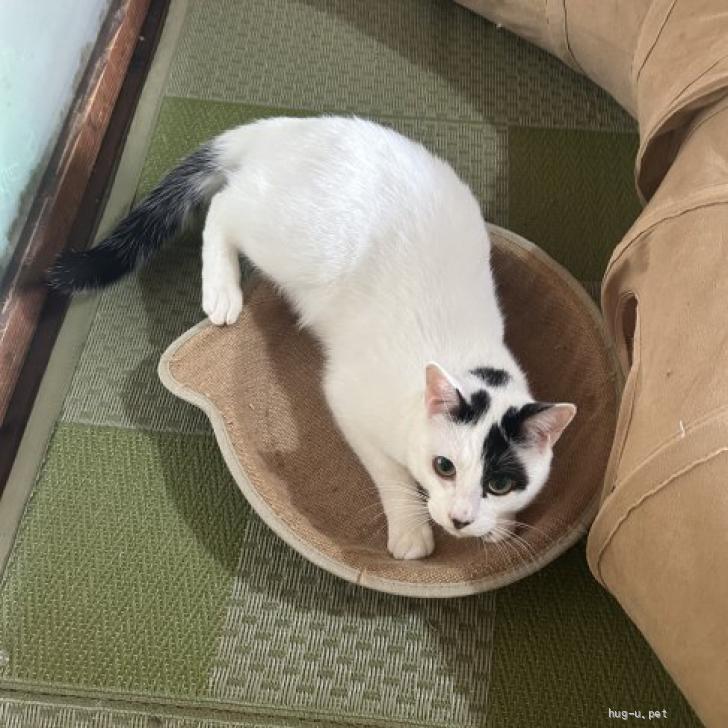 猫の里親募集】静岡県・雑種・白黒牛柄🐄?でカワイイ『ネオくん
