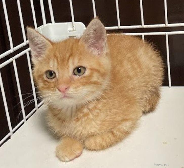 猫の里親募集】岡山県・雑種・☆おなかぷくぷく人気の茶トラ男子☆（ID