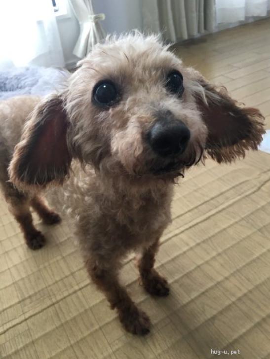 犬の里親募集】大阪府・トイプードル・よく動く明るい子♡トイプー