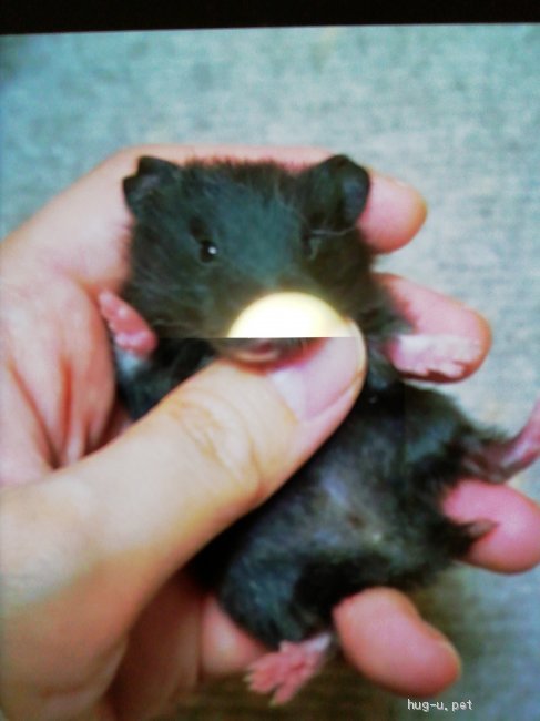 小動物の里親募集 鳥取県 ハムスター ゴールデンハムスターの赤ちゃんオス3匹募集します ハグー みんなのペット里親情報 Id 2104