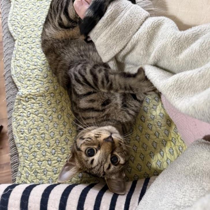 猫の里親募集】静岡県・雑種・よく慣れていますくろみちゃん（ID:2602