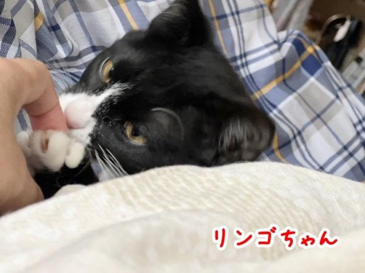 猫の里親募集】兵庫県・雑種・控えめなりんごちゃん（ID:2303-00255）｜ハグー -みんなのペット里親情報