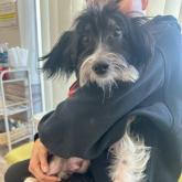 チャイニーズ・クレステッド・ドッグ