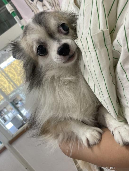 犬の里親募集】愛知県・チワワ(ロング)・人が大好きおばあちゃんチワワ