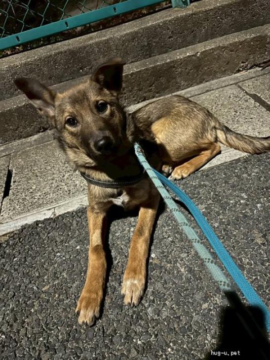 犬の里親募集】愛知県・雑種・マイペースな野犬の仔犬5ヶ月の男の子