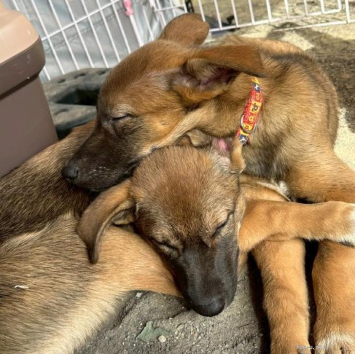 犬の里親募集】愛知県・雑種・マイペースな野犬の仔犬5ヶ月の男の子