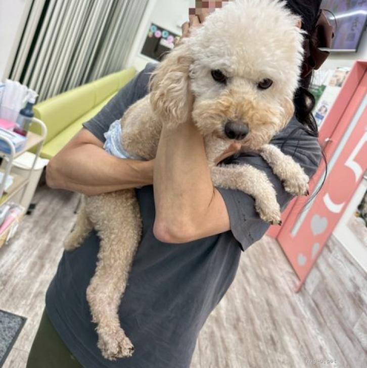 犬の里親募集】愛知県・トイプードル・ヘルニアを乗り換えたプードルの