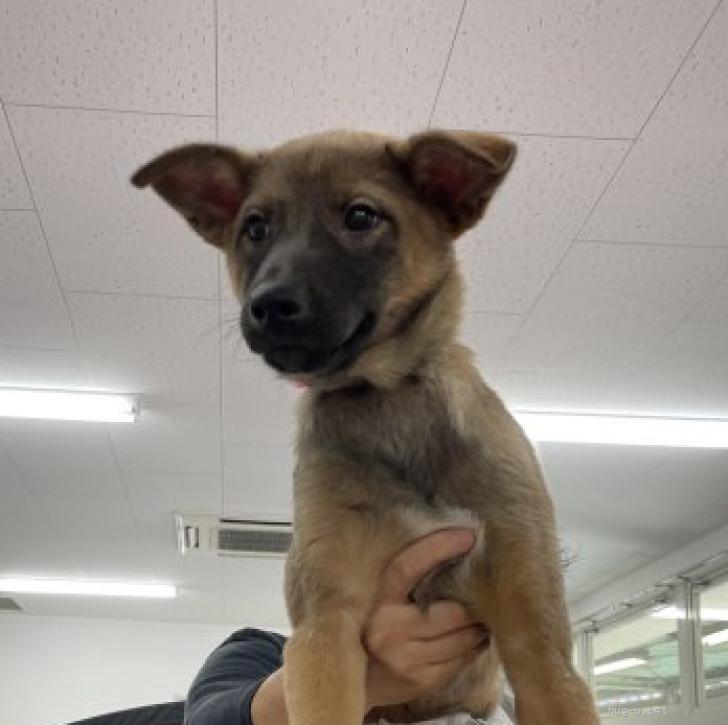 犬の里親募集】愛知県・雑種・マイペースな野犬の仔犬5ヶ月の男の子