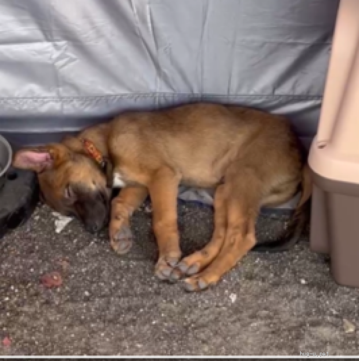 犬の里親募集】愛知県・雑種・マイペースな野犬の仔犬5ヶ月の男の子