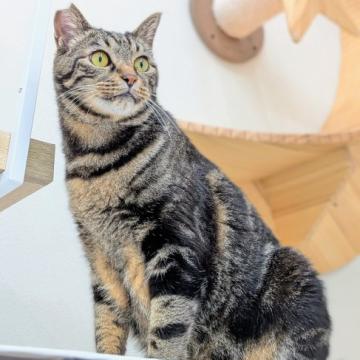 猫の里親募集】茨城県・雑種・ワイルドフェイスでもおっとりのメロン君